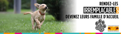 Chiens Guides (Campagnes de communication) - Design & graphisme