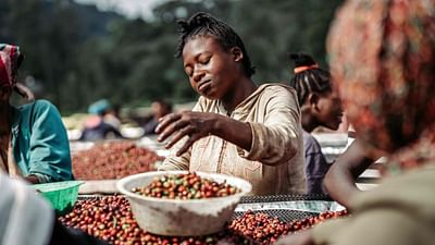 Portraits of coffee farmers - Fotografie
