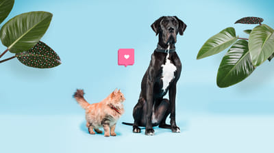 Mopets, the social network dedicated to animals - Création de site internet