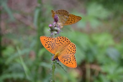 Boosting Awareness for #BeBioDiversity - Public Relations (PR)