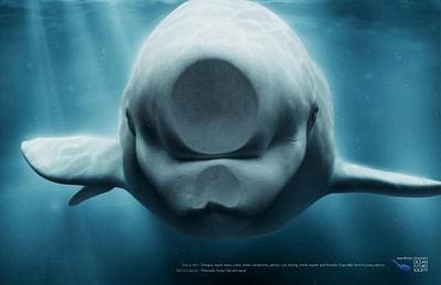 BELUGA - Advertising