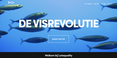 Website Creation - Création de site internet