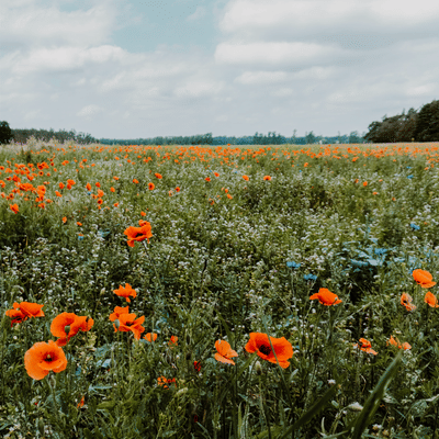 Biogroei - E-mail marketing - E-mail Marketing