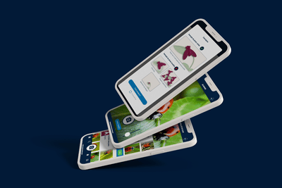 Application mobile + web | Identification insectes - Mobile App