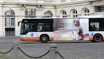 Animal Welfare Brussels (sterilisation campaign) - Video Production