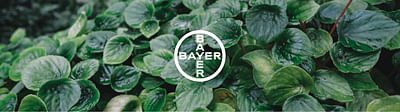 BAYER - SEO