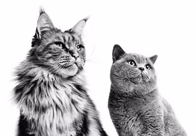 Royal Canin - Website - Web Application