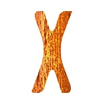 Dorèl Xtra Bold