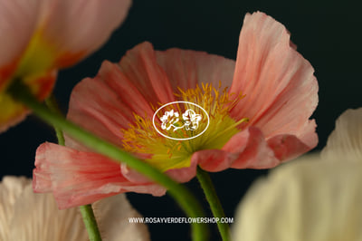 Rosa y Verde - Where Opposites Bloom in Harmony - Branding & Positioning