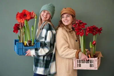 DutchBulbs verdrievoudigt marketplace-omzet in twee jaar - Online Advertising
