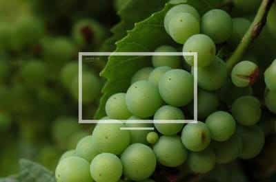 Site Internet - Branding y posicionamiento de marca