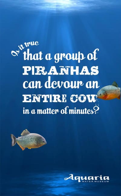 Wet facts, Piranha - Publicidad