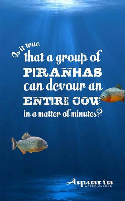 Wet facts, Piranha - Publicidad
