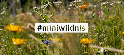 Branding der Naturschutz-Kampagne #miniwildnis - Onlinewerbung