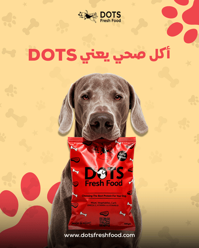 Dots Fresh Food Social Media Management - Digital Strategy