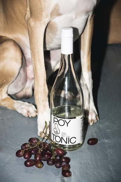 POYTONIC - Ontwerp