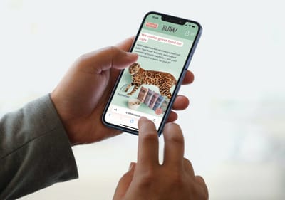 Blink cat food subscriptions - Digital Strategy