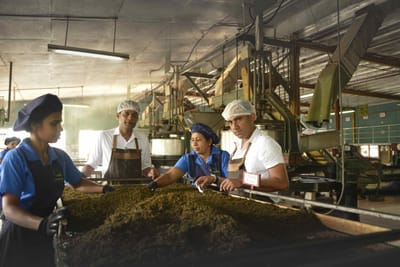 Selling Premium Ceylon Tea in the United States - Online Advertising