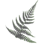 Kakatu Creative