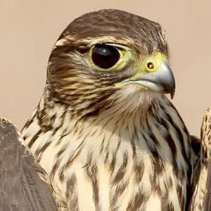 Merlin Edge