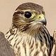 Merlin Edge