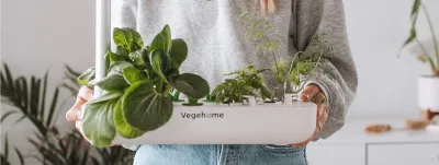 Vegehome Media Collaboration - Digital Strategy