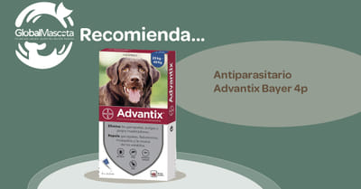 Marketing 360º Globalmascota - Digital Strategy