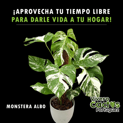 Sitio Web Vivero Cactus Portuguez - Website Creatie