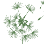 Labesse Sport Events logo