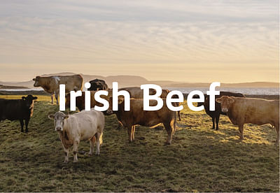 Verbetering van de SEO-resultaten van IrishBeef.nl - SEO