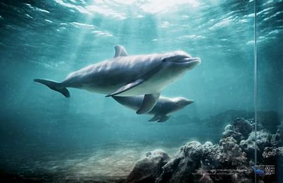 DOLPHINS - Advertising