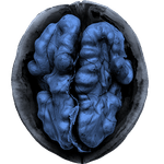 Social Sapiens logo