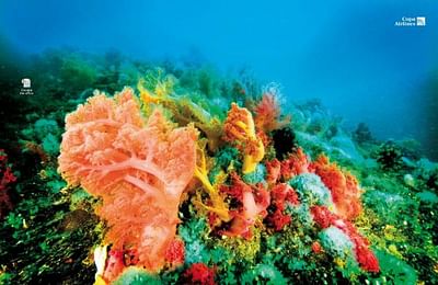 Escape the office, Corals - Online Advertising