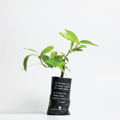 MONEY TREE - Werbung