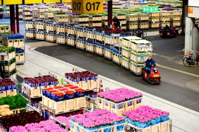 Royal FloraHolland - TMS - Software Ontwikkeling