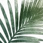 Estudio Palm logo