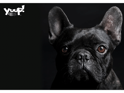 Scalare il mercato Pet Care con una strategia TikTok full-funnel - Pubblicità online