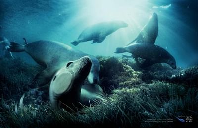 SEA LIONS - Advertising