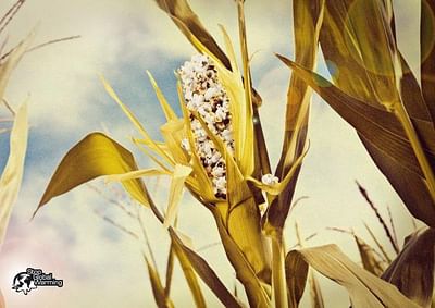 Corn - Werbung