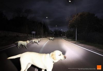 DOGS - Advertising