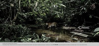 Sumatran tiger - Publicité