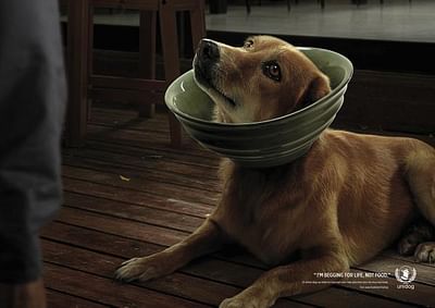 Dog Bowl 3 - Publicité