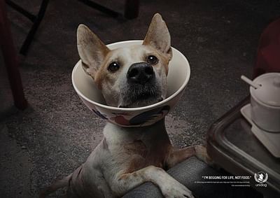 Beg for Life : Dog Bowl 1 - Werbung
