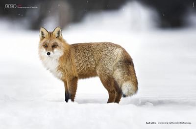 THE FOX - Publicité
