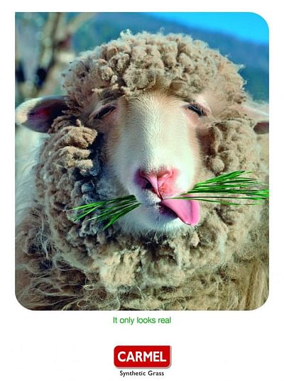 sheep - Advertising
