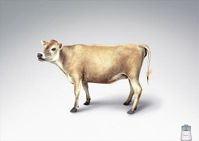 COW - Werbung