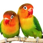 Eagle Marketing Services logo
