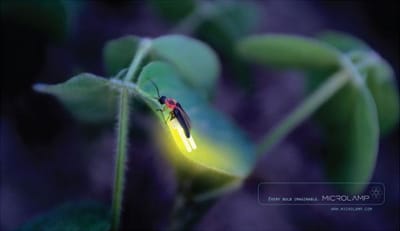 Bug - Advertising