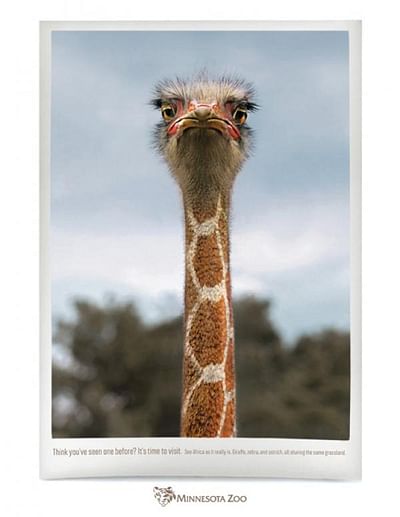 Ostrich - Advertising