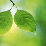 Green Leaves Marketing